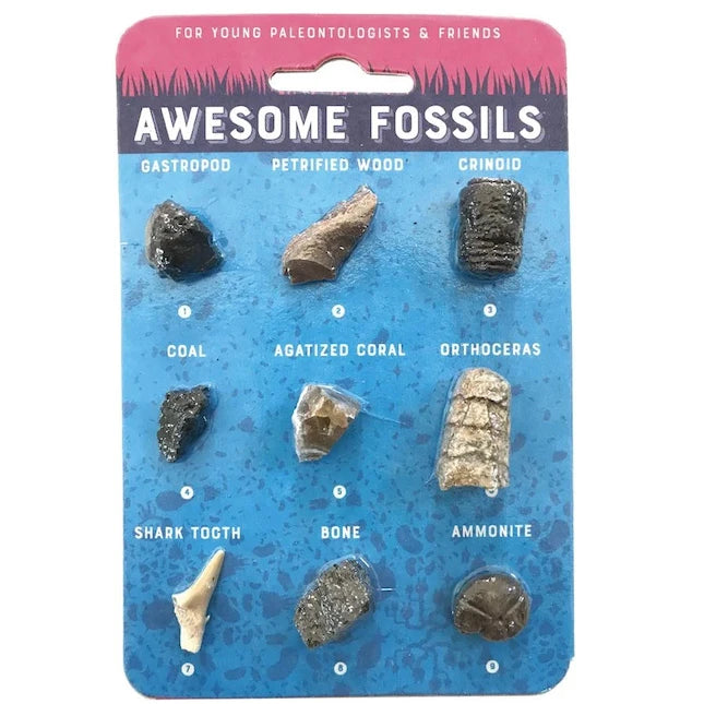 Awesome Fossils - Hand-Sized Collection - Best for Ages 4 to 10 - US 2692