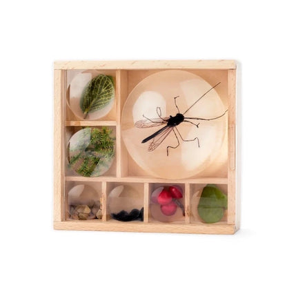 Huckleberry My Little Museum Bug Box - Best for Ages 5 to 11 - US 3816