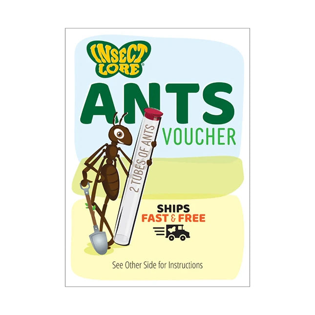 Ant Hill with Prepaid Voucher - - Fat Brain Toys - US 6867